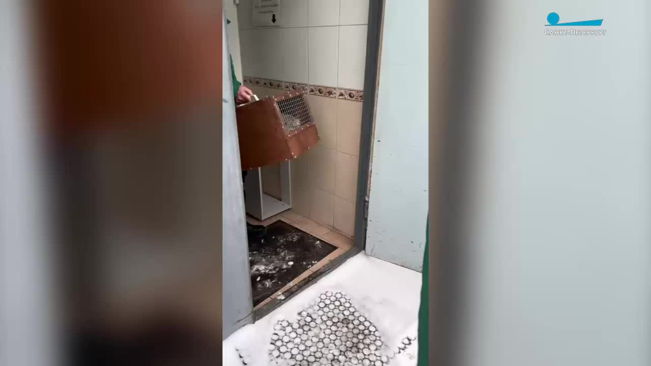 Манул Пепе переехала в новый вольер рядом с Шу в Ленинградском зоопарке