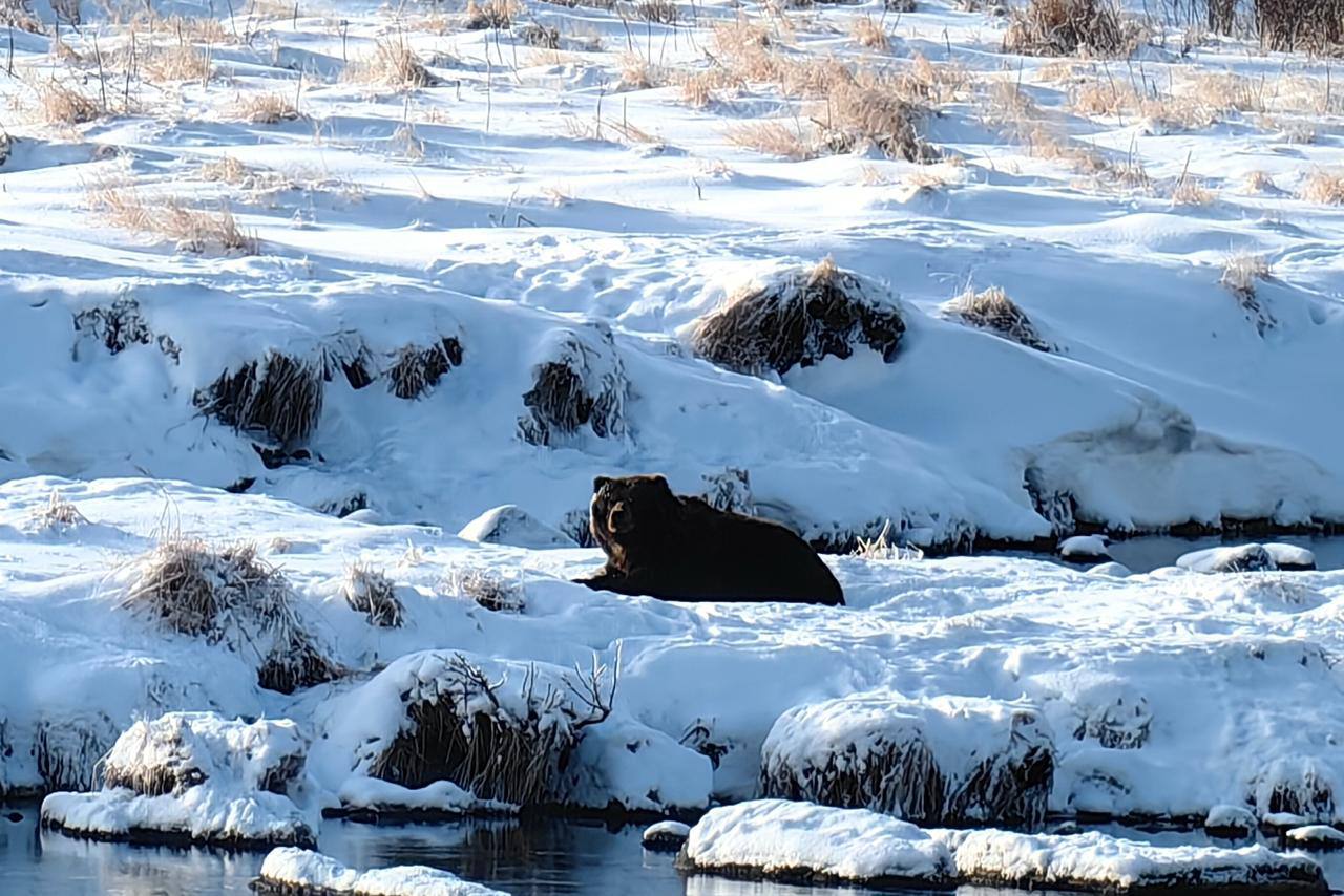 На Камчатке более десяти медведей вопреки всему не легли в спячку даже к 13 декабря Дню медведя Хищники в Южно Камчатском заказнике и Кроноцком заповеднике продолжают активно кормиться нагугой и кижучем откладывая зимний сон пока есть доступ к пище Евгений Денгес Подписаться Предложка Чат