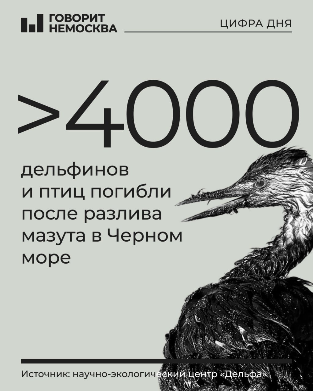 80 дельфинов и более 4 тысяч птиц погибли от разлива мазута в Черном море   Об этом сообщает научно-экологический центр «Дельфа». Еще 7815 пернатых удалось спасти — все они находятся в пунктах спасения в Витязево.   Большинство погибших птиц — большие поганки  чомги . Также были обнаружены на побережье отравленные мазутом лысухи, чернозобые гагары, серощекие, черношейные и красношейные поганки, серебристые и озерные чайки, а также 1 лебедь-шипун.