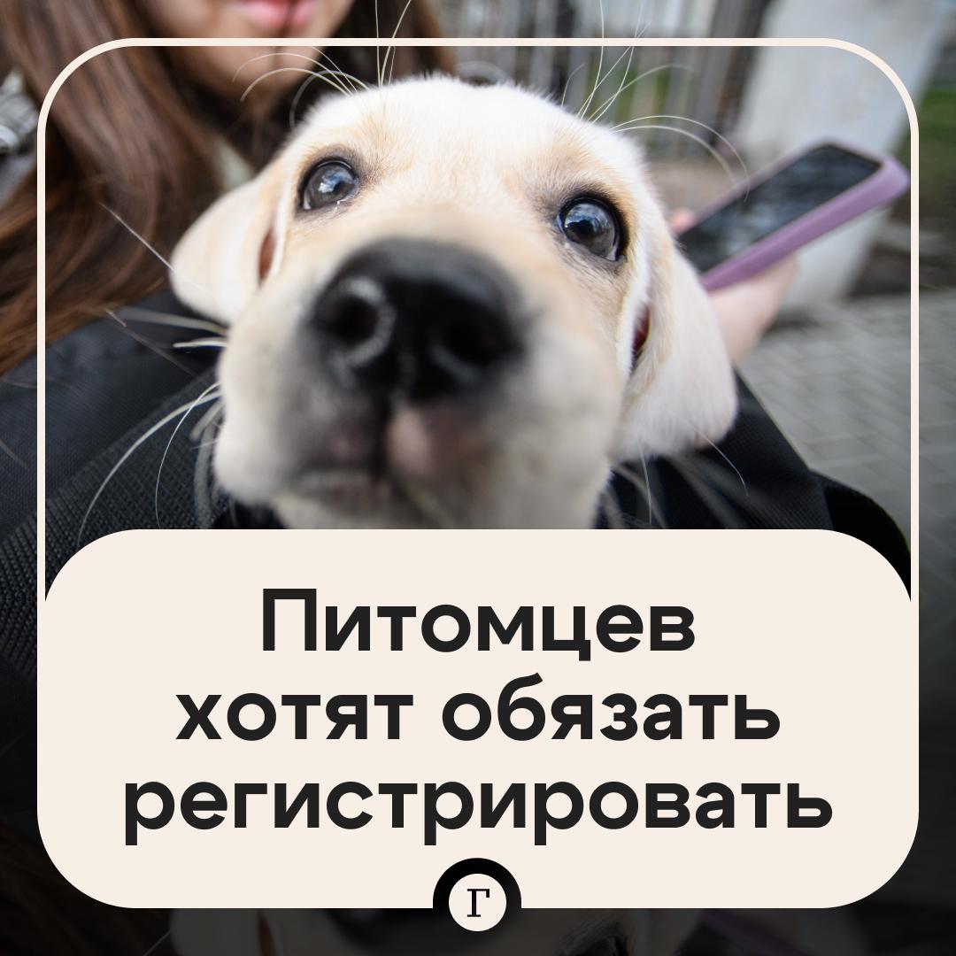 Россиян хотят обязать ставить на учет домашних собак Это повысит уровень ответственности владельцев животных считают в Российской кинологической федерации Кроме того предлагается начать регулировать деятельность заводчиков А также заниматься просвещением и образованием для всех потенциальных владельцев животных независимо от того какую породу они планируют приобрести Хорошая инициатива
