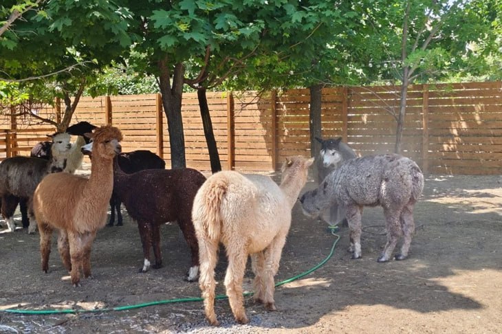 В Волгоградском ЦПКиО альпак спасают от жары модной стрижкой и водными процедурами В Волгограде альпакам и ламам на территории ЦПКиО устроили летний душ. Как сообщает ИА «Высота 102», животных, находящихся в открытых вольерах, охлаждают в летний зной с помощью специальных разбрызгивателей. - С приходом жары в вольерах у зверят в живом уголке установили охлаждающие спринклеры – отдых под брызгами воды особенно полюбили альпаки. Летний «душ» включают утром и в течение дня в зависимости от температуры воздуха, - рассказали журналистам в пресс-службе парка. Также специалисты сообщили, что в преддверии жаркой погоды большинство животных было коротко острижено, что дополнительно должно снизить вероятность теплового удара. Подробнее