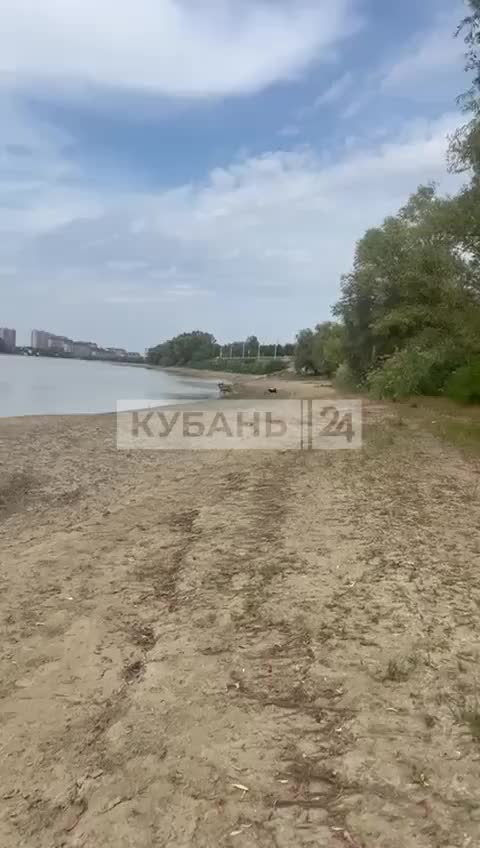 Олени замечены купающимися в реке Кубань в Краснодаре