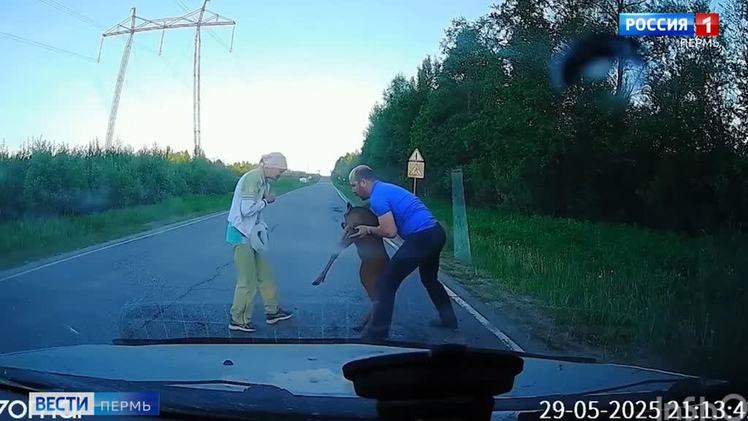 На трассе под Чайковским спасли дикого лосенка По-настоящему человеческая история произошла на автодороге под Чайковском. Лосиха с детенышем вышли на трассу и испугались проходивших автомобилей. Если мама быстро перебежала дорогу, то малыш растерялся и упал на асфальт. Добрые люди остановились, подняли лосенка и отнесли прочь с дороги.