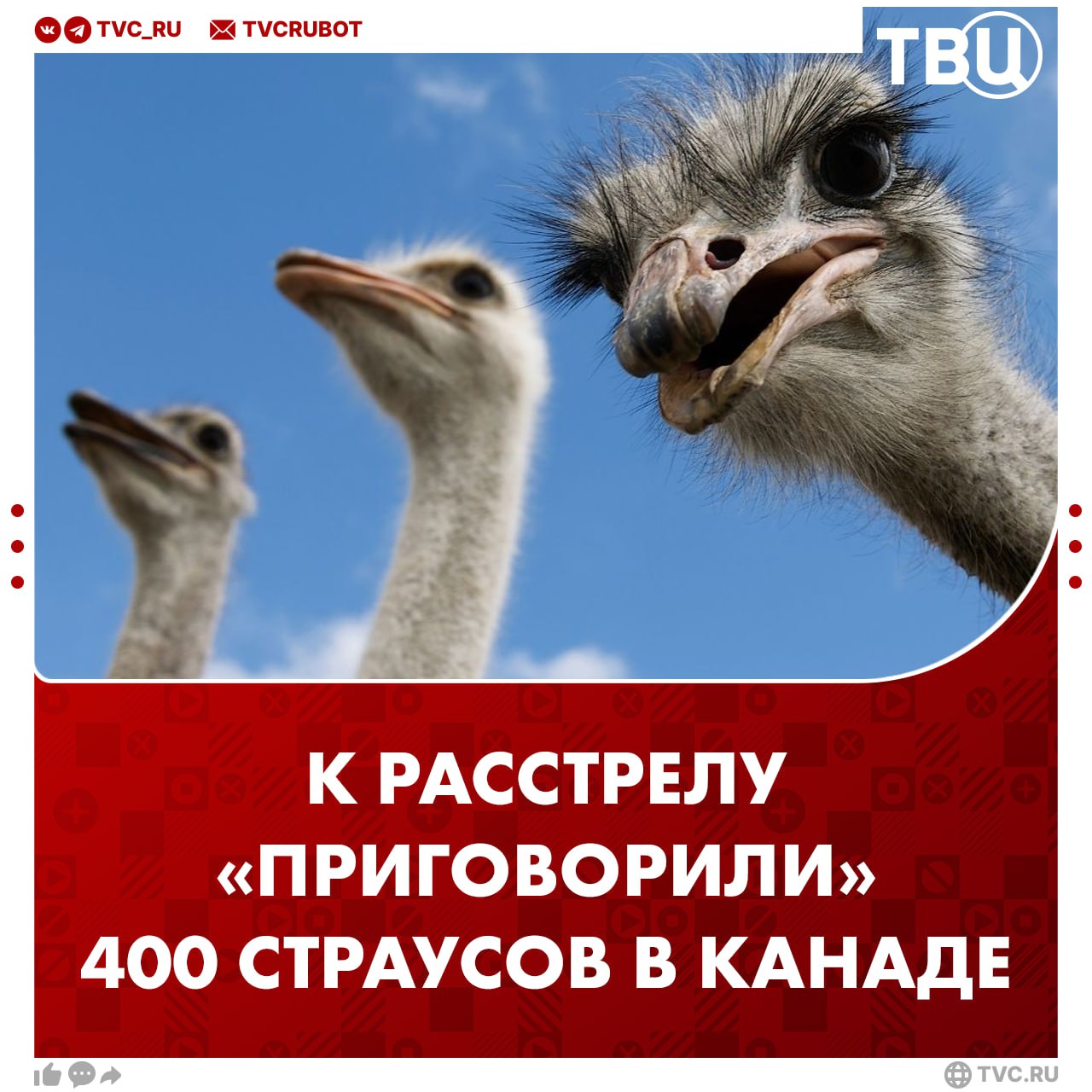 Расстрелять 400 страусов решили в Канаде Из за вспышки птичьего гриппа на одной из ферм канадский суд приговорил к расстрелу пернатых Владельцы год боролись за сохранение жизни выживших страусов но их апелляцию отклонили Роберт Кеннеди младший встал на защиту птиц он предлагал вместо отстрела использовать их для научных исследований Но власти все же решили умертвить пернатых Подписаться на ТВЦ в MAX