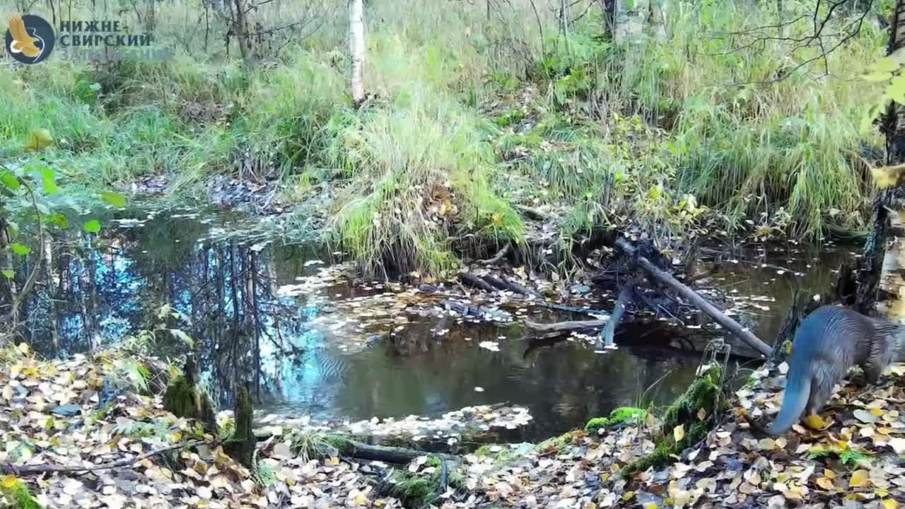Выдра из Нижне Свирского заповедника продемонстрировала мастерство рыбалки