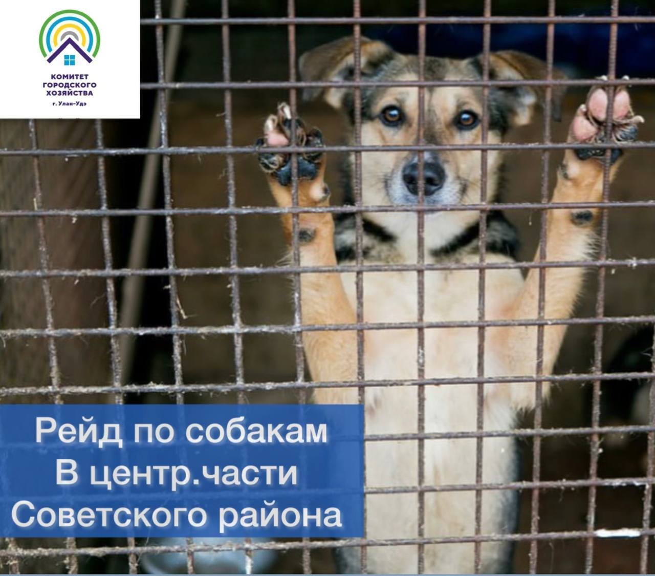 5 июня пройдет рейд по собакам в центральной части Советского района С 10 утра мобильные группы из числа специалистов Администрации Советского района, Комитета городского хозяйства, Комитета муниципального контроля проверят порядок содержания собак, наличие регистрации и вакцинации. Подрядная организация будет отлавливать безнадзорных собак. По адресу Проспект Победы, №9 с 10 до 13 часов будет находиться стационарный ветеринарный пункт, где жители смогут вакцинировать и регистрировать своих питомцев. Вакцинация бесплатная, регистрация - 380 рублей. Подать заявку на проведение регистрации и вакцинации своих питомцев, на отлов, сообщить о фактах самовыгула можно по телефону: 21-35-05.