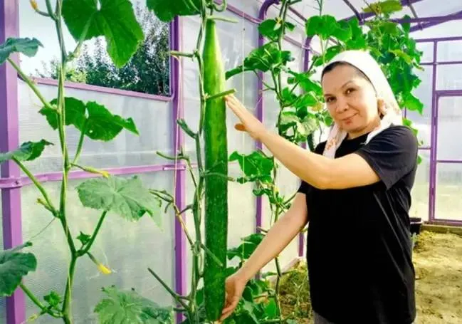 Жительница поселка Салмачи вырастила самый длинный огурец в России его занесли в Реестр рекордов страны Эмина Вахитова высадила семена весной прошлого года Растила привычным способом полив уход удобрения Но один огурец рос иначе В какой то момент я перестала воспринимать его как обычный урожай и просто наблюдала как далеко он сможет пойти рассказала она Эксперты установили длина достигла почти одного метра а масса почти 3 кг Параметры зафиксировали и официально внесли в Реестр рекордов страны Абау Мы в МАКС