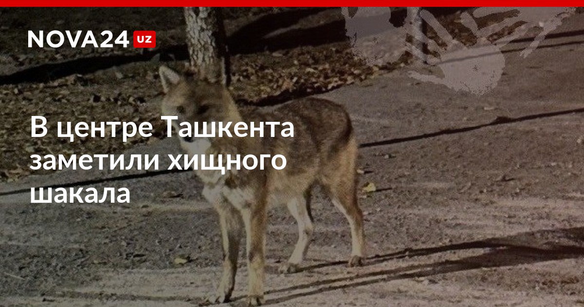 В центре Ташкента заметили хищного шакала Дикий зверь успел напасть на кошек и напугать граждан nova24 uz 307564 NOVA24 LIVE