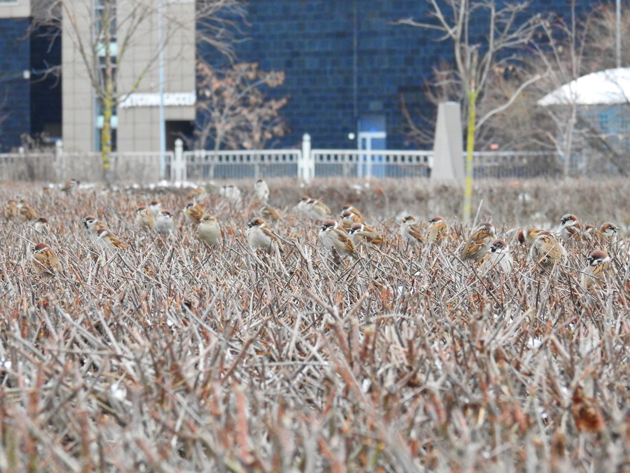 Подсчитать воробьев приглашают орнитологи С 7 по 15 февраля все желающие могут поучаствовать в очередной всероссийской переписи воробьев рассказали в петербургском сообществе Ушами Филина Как считать Для участия нужно найти орущий куст с воробьями сделать фото или видео куста или кормушки определить вид птиц полевые или домовые воробьи и посчитать их Результаты нужно отправить на сайт переписи Акция Воробьи на кустах проходит с 2023 года Ее инициировал проект по популяризации биологии Улитка Марта и поддержал Союз охраны птиц России В этом сезоне акция проходит при поддержке Фонда Президентских грантов Зачем считать воробьев Организаторы переписи замечают что в последние годы численность воробьев снижается Это особенно касается домового воробья который не может жить далеко от человека Причины до сих пор точно не ясны но это может быть связано с отсутствием ниш в новых домах обработкой растений химикатами или стрижкой газонов которая не дает созреть семенам Чтобы изучить проблему необходимо вести ежегодный подсчет птиц Фото телеграм канал Ушами филина Подписывайтесь на Бумагу и предлагайте новости