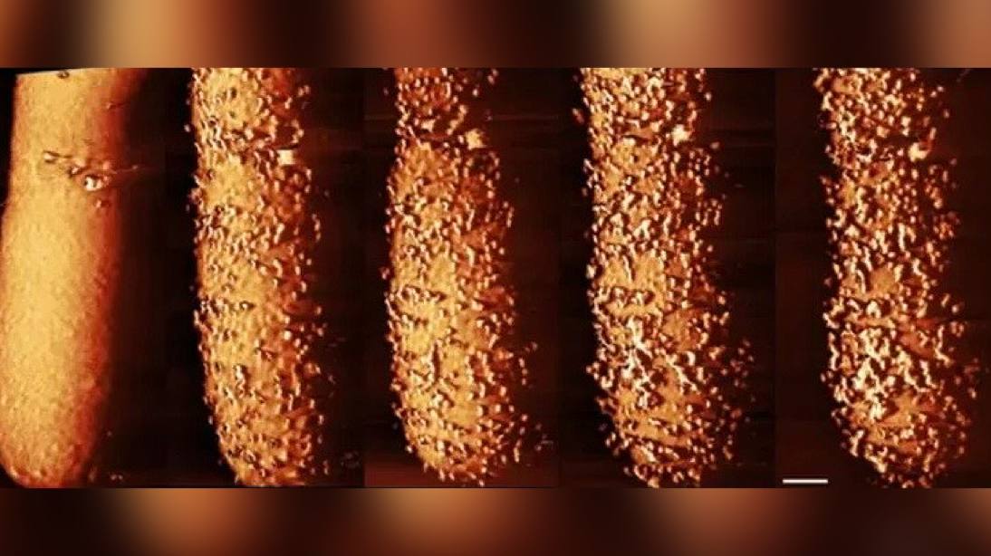 Ученые сняли как полимиксины уничтожают бактерии прямо на глазах мембраны пузырятся бугорки разрастаются а антибиотик проникает внутрь