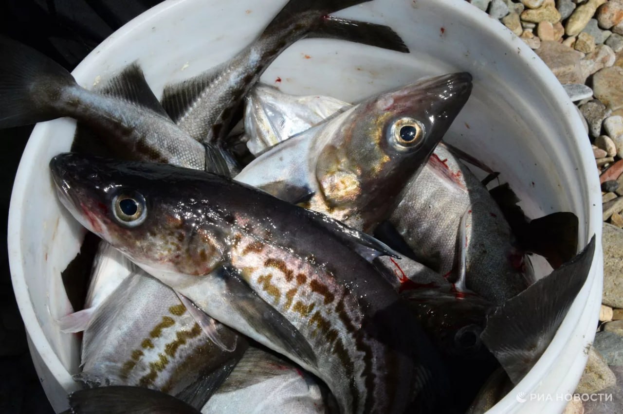 Охлажденный минтай обходится россиянам на треть дороже замороженного его медианная цена составляет 369 рублей против 288 рублей за замороженную рыбу подсчитали для РИА Новости аналитики компании Платформа ОФД Минтай один из самых частых гостей на столах россиян каждый четвертый рыбный чек содержит в себе минтай или его производные Подписаться на РИА Новости экономика Все наши каналы