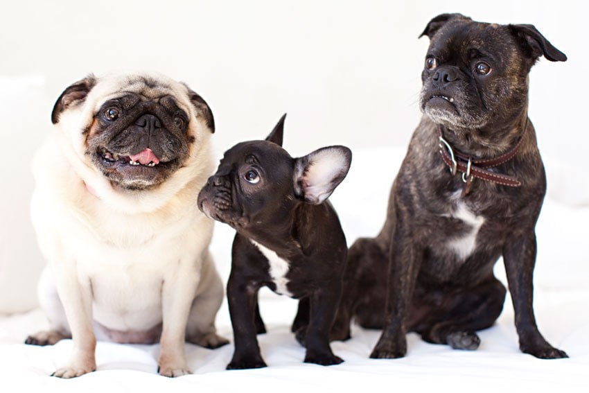 Мопсы английские и французские бульдоги могут полностью исчезнуть в Великобритании через 10 лет Причиной стали планы зоозащитников по искоренению вредных для здоровья животных физиологических особенностей Как пишет Telegraph приплюснутые морды и выпученные глаза вызывают у собак высокий риск инфекций проблемы с дыханием и невозможность нормально бегать Ученые разработали оценку врожденного здоровья мопсов и бульдогов по которой их будут допускать к разведению К пагубным чертам относятся окрас мерль морщинистая кожа плоская морда обвисшие или вывернутые веки выпуклые глаза нарушения прикуса отсутствие хвоста искривленные или укороченные конечности и негибкий позвоночник Согласно требованиям предъявляемым к официальным заводчикам к разведению будут допущены только собаки с оценкой состояния здоровья от 8 баллов и выше Через 5 лет критерии будут ужесточены до 9 а через 10 лет до 10 Подписаться на truekpru Читать нас в MAX