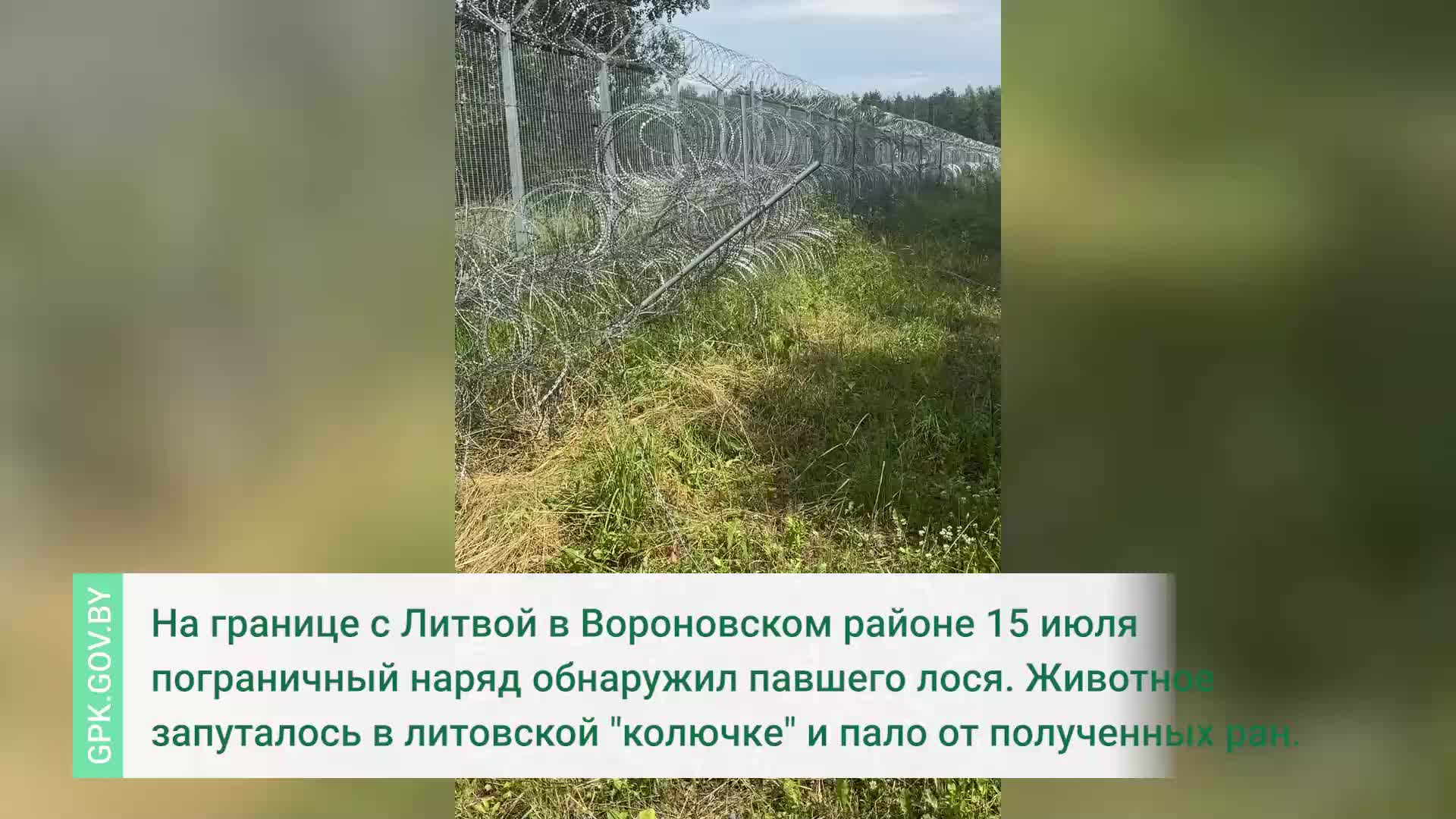 Пограничники Беларуси обнаружили погибшего лося, запутавшегося в литовской колючей проволоке