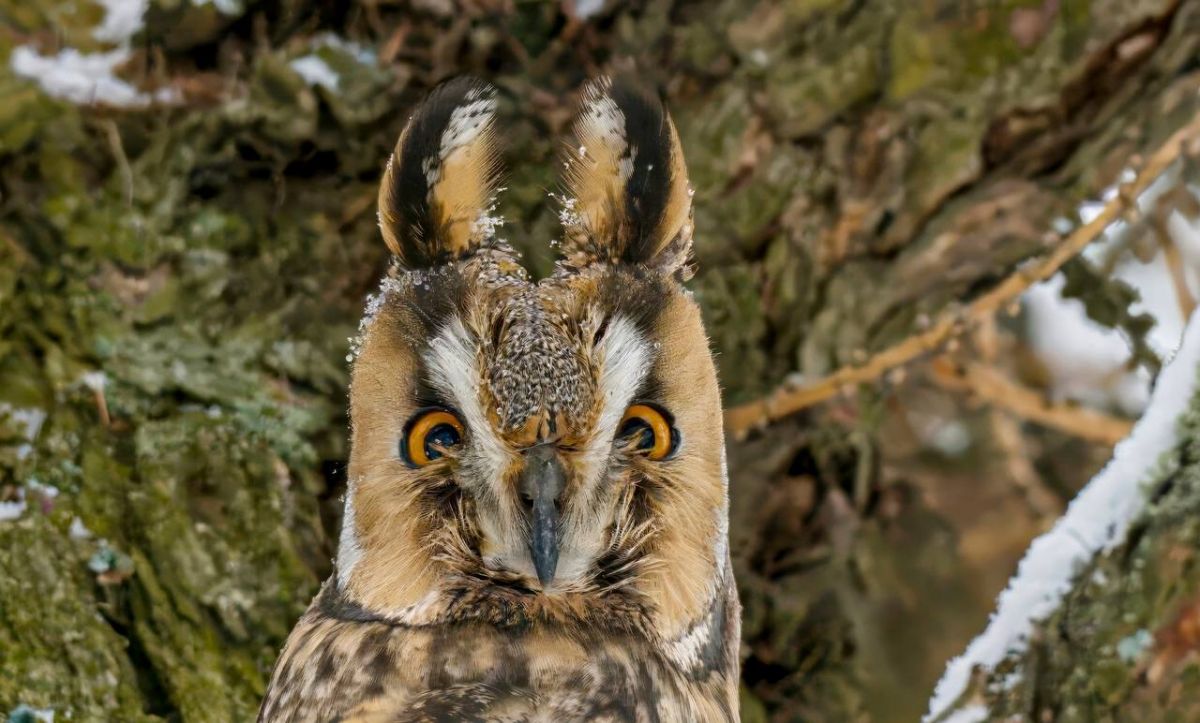 Перед Новым годом к орловцам прилетела ушастая сова newsorel ru fn 1781921 html В преддверии Нового года орловский фотограф Светлана Шавыкина запечатлела ушастую сову в естественной среде обитания Фото пернатой опубликовали в сообществе Орнитофауна Орловской области в ВК Прислать новость Подписаться Мы в MAX