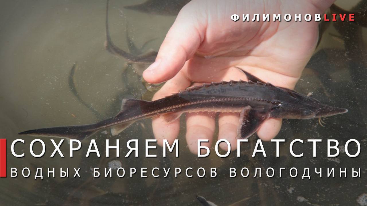 Более 300 тыс штук молодых особей различных видов рыб выпустят в водоемы Вологодчины в этом году С начала года выпущено более 199 тыс штук личинок нельмы в реку Кубену 10 тыс штук малька стерляди в реку Сухону 178 экземпляров стерляди в Шекснинское водохранилище почти 15 тыс штук малька судака в Андозеро около 33 тыс штук стерляди в реку Мологу В октябре планируется выпуск 15 тыс штук молоди сига в Онежское озеро и 80 тыс малька судака в Рыбинское водохранилище Это завершит программу 2025 года Как уточнил губернатор Вологодской области Георгий Филимонов в регионе проводятся мероприятия по искусственному воспроизводству рыбы для компенсации ущерба водным биоресурсам от хозяйственной деятельности Применяем различные подходы к восстановлению экосистем водоемов для улучшения состояния рыбных запасов Связаться с Вологодским Городовым или предложить новость VolGorodbot