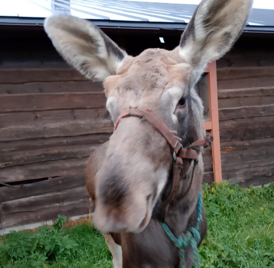 Спасённого в Кенозерском парке лосёнка Федю отправили на Лосиный остров Сотрудники Кенозерского национального парка перевезли на биостанцию Лосиный остров в Мытищи спасённого этой весной лосёнка Федю Федю нашли госинспекторы парка в мае когда ему было всего несколько недель Собаки загнали малютку в озеро и отпугнули лосиху Полгода лосёнка выращивали на ферме Мезенка Кенозерского национального парка отпаивая козьим молоком