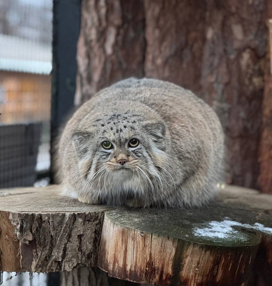 Манул Шу из Ленинградского зоопарка завершил зажировку к зиме и сейчас весит 6 8 килограмма Подписаться на РИА Новости