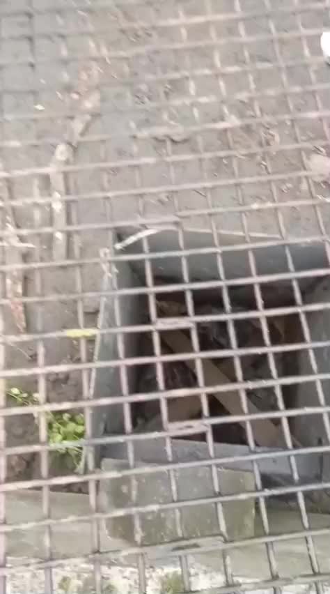 Спасение двух бобров в Людиновском районе