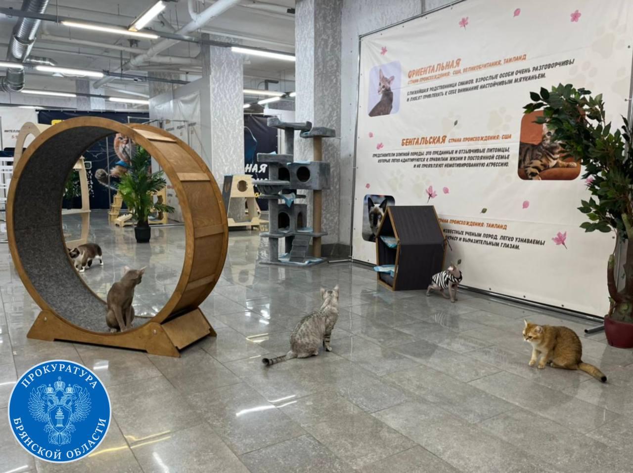 Выставка кошек в Брянске: мурлыкали без документов Знаете ли вы, как выглядит кошка без документов? Вроде та же пушистая прелесть, но уже нарушительница закона. В Брянске в ТЦ «Соловьи» прошла выставка кошек. Прошла-то она по плану, а вот документы у некоторых усатых и хвостатых, как выяснила прокуратура, остались где-то в параллельной вселенной. Целый месяц – с 13 марта по 13 апреля – 27 породистых красавцев пускали в ход свои усы, хвосты и томные взгляды. Но пока посетители умилялись, прокуратура смотрела в ветдокументы и недосчиталась нескольких бумажек. Более того, некоторые справки хоть и имелись, но содержание в них, как в рассказах охотников о размере пойманной рыбы, слегка расходилось с реальностью. Организатора выставки признали виновным и оштрафовали на 3 тысячи рублей. Это цена за пренебрежение правилами, которые, между прочим, защищают посетителей от риска принести домой не только фотку с милым котиком, но и что-нибудь покрупнее – вроде инфекции. Фото прокуратуры области