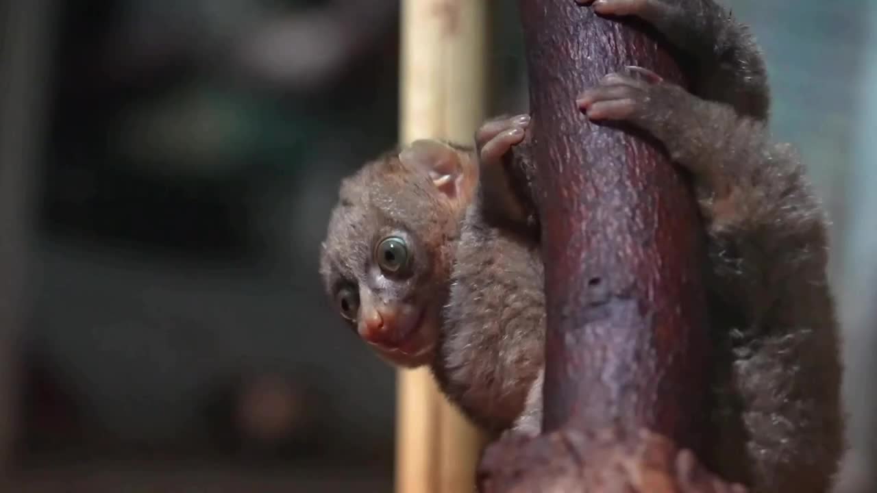 В Московском зоопарке родился детеныш потто по имени Нейтон