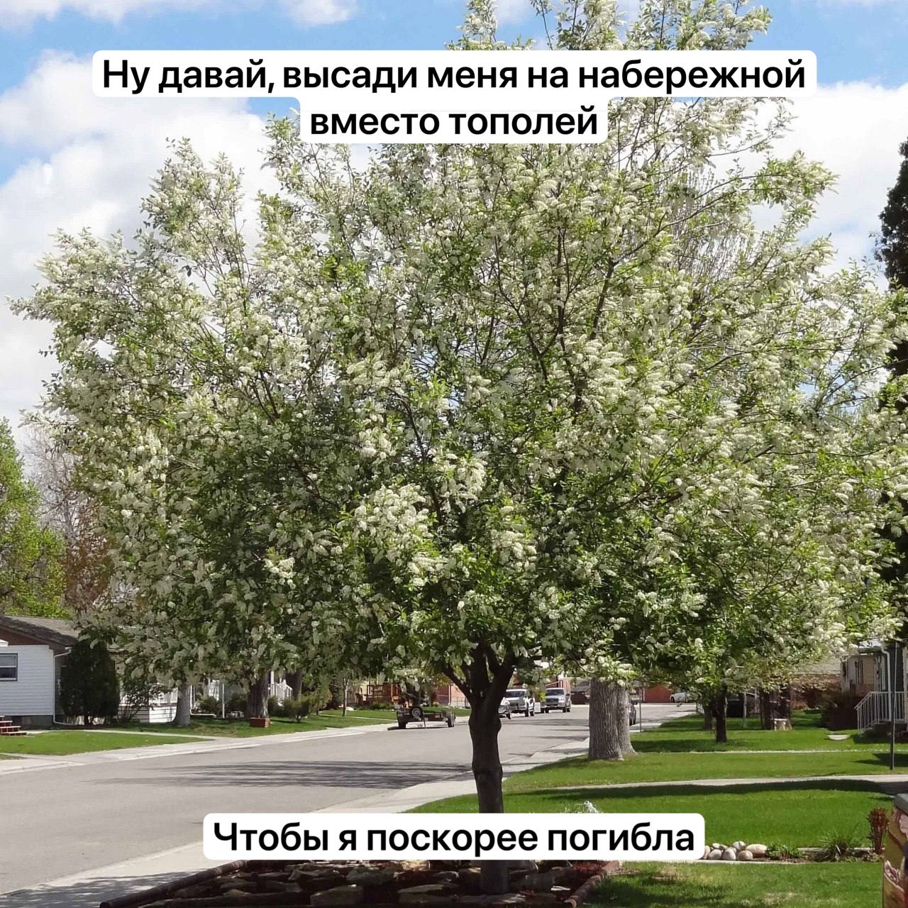 «Благоустройство»: на омском пляже в центре города спилили целую аллею деревьев. Этот пляж можно называть по-разному, «Центральный-2» или «Куйбышевский», но кое-что о нем мы знаем совершенно точно: деревьев на нем больше нет. Прямо с сегодняшнего дня. Началось благоустройство, так что извините, омичи, деревья надо пилить. В соцсетях уже появились фотографии, запечатлевшие жесткую метаморфозу: вместо зеленой тополиной аллеи – ряд пней. Их, конечно, скоро выкорчуют, но пока можно полюбоваться. Дальше подрядчик будет укладывать гранитную плитку много плитки , устанавливать «МАФы», скамьи и фонарные столбы. Еще будут «покрытие из резиновой крошки» и рулонный газон. Кстати, в мэрии поспешили прокомментировать случившееся: осенью, обещают чиновники, на месте «старых сухостойных тополей» высадят «крупномерные саженцы черемухи виргинской, которая хорошо приживется в местных агротехнических условиях и органично впишется в окружающий ландшафт». Угу, мы знаем, как хорошо приживаются в омских условиях саженцы деревьев и кустарников. Особенно отлично у них получается вписываться в окружающие ландшафты – если вы понимаете, о чем мы. Написать в редакцию можно здесь.
