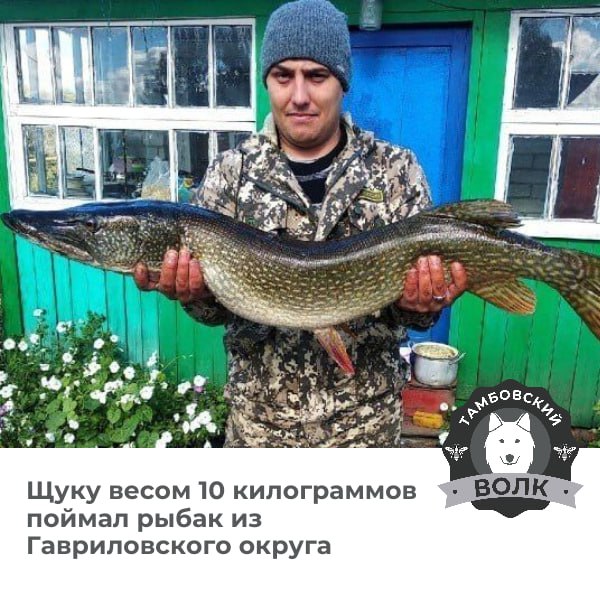 Рыбак из Гавриловки выловил щуку весом более 10 килограммов В прошедшие выходные рыболов из Гавриловки 2 й Алексей Ширшов поймал в пруду Аэродромный в Гавриловском округе завидный трофей щуку весом 10 кг 130 г Это его второй крупный трофей за короткое время недавно он поймал хищницу весом почти 9 7 кг Секрет успеха силиконовый виброхвост архив Алексея Ширшова Тамбовский волк Мы теперь в MAX