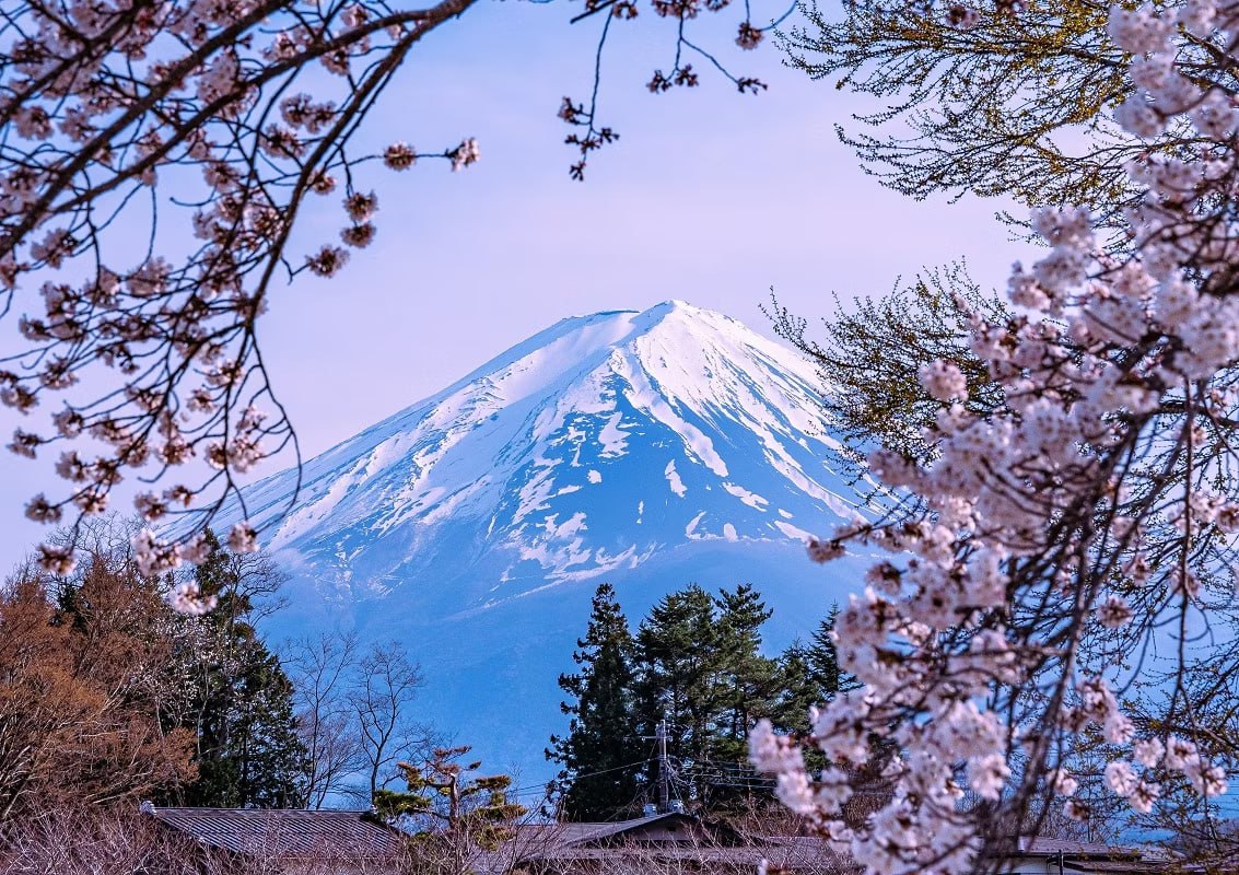 Фестиваль сакуры в Японии отменен из за неадекватных туристов Власти рассказали о проблемах вызванных наплывом гостей Среди них проникновение на частные территории разбрасывание мусора а также случаи когда туристы пользовались туалетами в чужих домах без разрешения или даже справляли нужду во дворах Ежедневно в период цветения сакуры город Фудзиёсида посещают более 10 тысяч человек Это связывают с ослаблением иены и ростом популярности места в социальных сетях Фото TAESANG IM Unsplash snobru