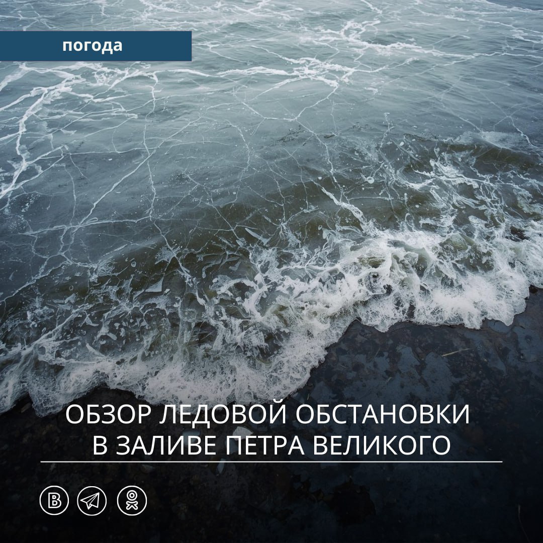 В 2025 году процесс ледообразования в заливе Петра Великого начался с задержкой примерно на одну декаду В конце третьей декады ноября появились начальные виды льда в следующих районах вершина Амурского залива Тавричанский лиман залив Угловой бухты прилегающие к мысу Песчаный бухты залива Посьет К середине первой декады декабря в этих районах сформировался тонкий припайный лёд Припай также образовался в вершине бухты Новик бухта Полонка вдоль побережья в районе станции Океанская В вершине Уссурийского залива в бухтах Муравьиная и Суходол наблюдается образование узкой полосы припайного льда Толщина припайного льда по всему району составляет 7 12 см Толщина припайного льда 7 12 см считается недостаточной для безопасного выхода людей на поверхность льда Лёд всё ещё находится на стадии формирования его прочность неоднородна возможны промоины и участки незамерзшей воды Приморское УГМС не рекомендует выходить на лёд до установления более прочного и стабильного ледяного покрова