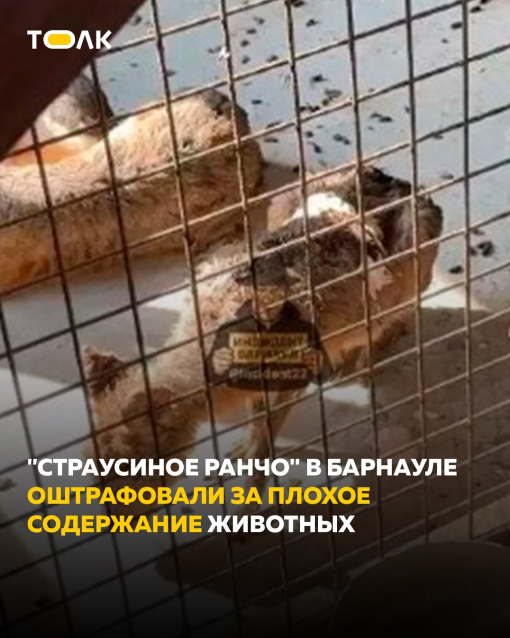 Страусиное ранчо в Барнауле оштрафовали после жалоб на условия для животных При проверке обнаружилось что некоторые животные содержались в тесноте в их вольерах не велась регулярная уборка не обеспечена безопасность для посетителей отсутствуют условия для хранения биологических отходов а корма для животных поступают без ветеринарных сопроводительных документов сообщили в управлении Россельхознадзора по Алтайскому краю и Республике Алтай 9 октября 2025 Управлением вынесено постановление о привлечении ООО Зоопарк Алтайский к административной ответственности по части 2 статьи 8 53 Кодекса Российской Федерации об административных правонарушениях отметили в ведомстве ТОЛК ТОЛК в Мах