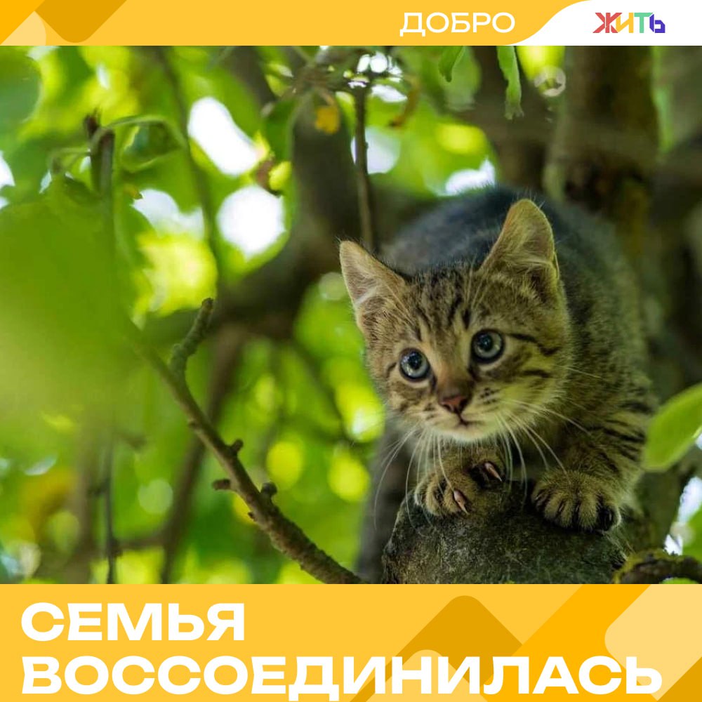 Спасатели сняли котёнка с дерева и воссоединили с мамой Три дня подряд жители одного из дворов наблюдали драму — крошечный котёнок застрял на дереве и никак не мог спуститься. Внизу тревожно мяукала мама-кошка, но помочь малышу не могла. Наконец одна из неравнодушных жительниц обратилась в спасрезерв. На место приехали спасатели с альпинистским снаряжением и пожарной лестницей. С высоты они аккуратно сняли котёнка при помощи ловчей петли на телескопической удочке. Пока наверху шла операция, внизу соседи держали страховочное полотно, готовые поймать малыша в случае срыва. К счастью, всё прошло гладко — мама тут же подбежала к спасённому ребёнку и увела его в тёплое укрытие рядом с домом. — добрая история Самый добрый проект страны