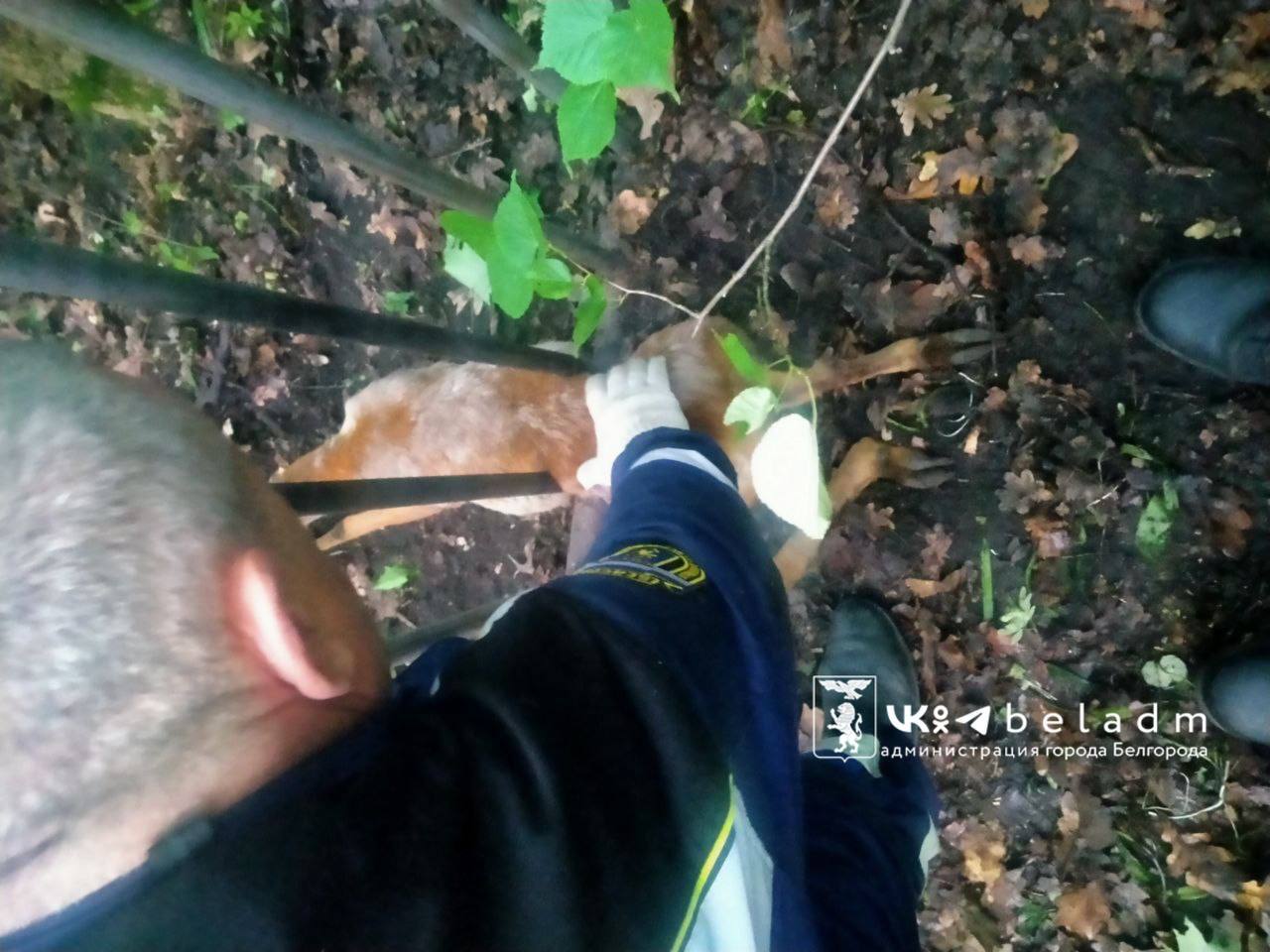 В Белгороде вызволили из ловушки косулю. Бедняга застряла накануне в металлическом ограждении на улице Раздорбаркина. Испуганное животное самостоятельно выбраться не могло. Спасли косулю сотрудники поисково-спасательного отряда. Подписаться Прислать новость