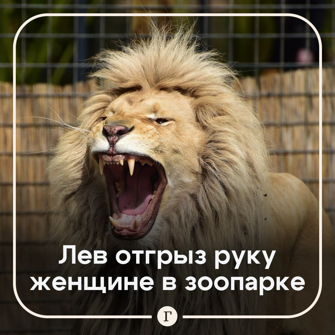 Лев отгрыз посетительнице зоопарка руку. ЧП случилось в Darling Downs Zoo в австралийском городе Пилтон. Хищник схватил местную жительницу за руку, когда та наблюдала за работой смотрителей, причем сам лев был в вольере. Более того, она уже 20 лет посещала этот зоосад и близко подходила к клеткам зверей, зная о правилах поведения рядом с потенциально опасными животными. После этого нападения женщину с тяжелым ранением на вертолете доставили в больницу. Медики отметили, что она осталась без руки. В зоопарке не увидели вины льва — хищника пообещали не наказывать. Подписывайтесь на «Газету.Ru» Участвуйте в розыгрыше!