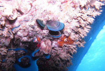 Сегодня начала работу 13 я сессия Подкомитета по предотвращению загрязнения и реагированию На повестке много профильных вопросов совершенствование требований МАРПОЛ ставший уже традиционным арктический пункт повестки про контроль выбросов черного углерода с судов в Арктике стандарт полярного топлива пластиковые гранулы и др Наиболее значимым в долгосрочной перспективе пожалуй можно назвать вопрос о разработке нового юридически обязательного документа ИМО по контролю биообрастания судов На сегодня имеются две конвенции которые касаются предотвращения переноса морских организмов на судах Международная конвенция о контроле вредных противообрастающих систем на судах 2001 года AFS чтобы на подводной части корпуса судна особо ничего нарастало Международная конвенция о контроле судовых балластных вод и осадков и управлении ими 2004 года чтобы не было переноса инвазивных видов в балластных водах Не хватает третьего документа который бы синхронизировал подходы по очистке корпуса от того что все таки наросло несмотря на меры в рамках Конвенции AFS На сессии не планируется обсуждать конкретные технические меры пока только определиться с тем что это будет за документ условно новая конвенция кодекс поправки к Конвенции AFS или еще что то В любом случае разработка такого пакета требований дело небыстрое особенно если это будет новая конвенция Пока расчет года на четыре А еще более небыстрое дело сроки вступления в силу такого документа видимо к середине 2030х годов