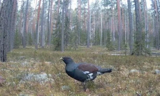 В заповеднике Кивач в начале апреля 2026 года фотоловушка запечатлела глухаря Отмечается что численность этой крупной лесной птицы занесенной в региональные Красные книги сокращается даже на заповедной территории Это связывают с вырубками лесов и чрезмерным отстрелом Сотрудники заповедника призывают беречь птиц и не беспокоить их особенно в весенний период когда им особенно необходим покой Столица в МАКС Прислать новость Реклама