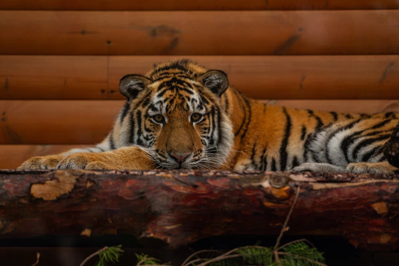 В Ленинградском зоопарке от острой сердечно сосудистой недостаточности скончался амурский тигр Амадей В октябре хищнику должно было исполниться 17 лет В связи с солидным возрастом у Амадея проявились заболевания дистрофия печени почек изменения в кишечнике Он регулярно получал поддерживающую терапию от ветеринаров заботу и любовь киперов и зоологов которые учитывали особенные потребности тигра при создании обогащения среды обитания подачи кормов проведении тренингов уборки вольера и других действий Амадей приехал в Ленинградский зоопарк годовалым котенком За грозной внешностью хищника скрывался пугливый ребенок всё новое наводило на него страх Часто Амадей проводил время на крыше берлоги прячась от посетителей и даже сотрудников К 16 годам он вырос в солидного хищника с обаятельной и грациозной внешностью До последнего у него проявлялся сложный характер гордый упрямый непокладистый рассказали в зоопарке Фото СПб ГБУ ГТИБ Подпишись на Город Telegram MAX ВК