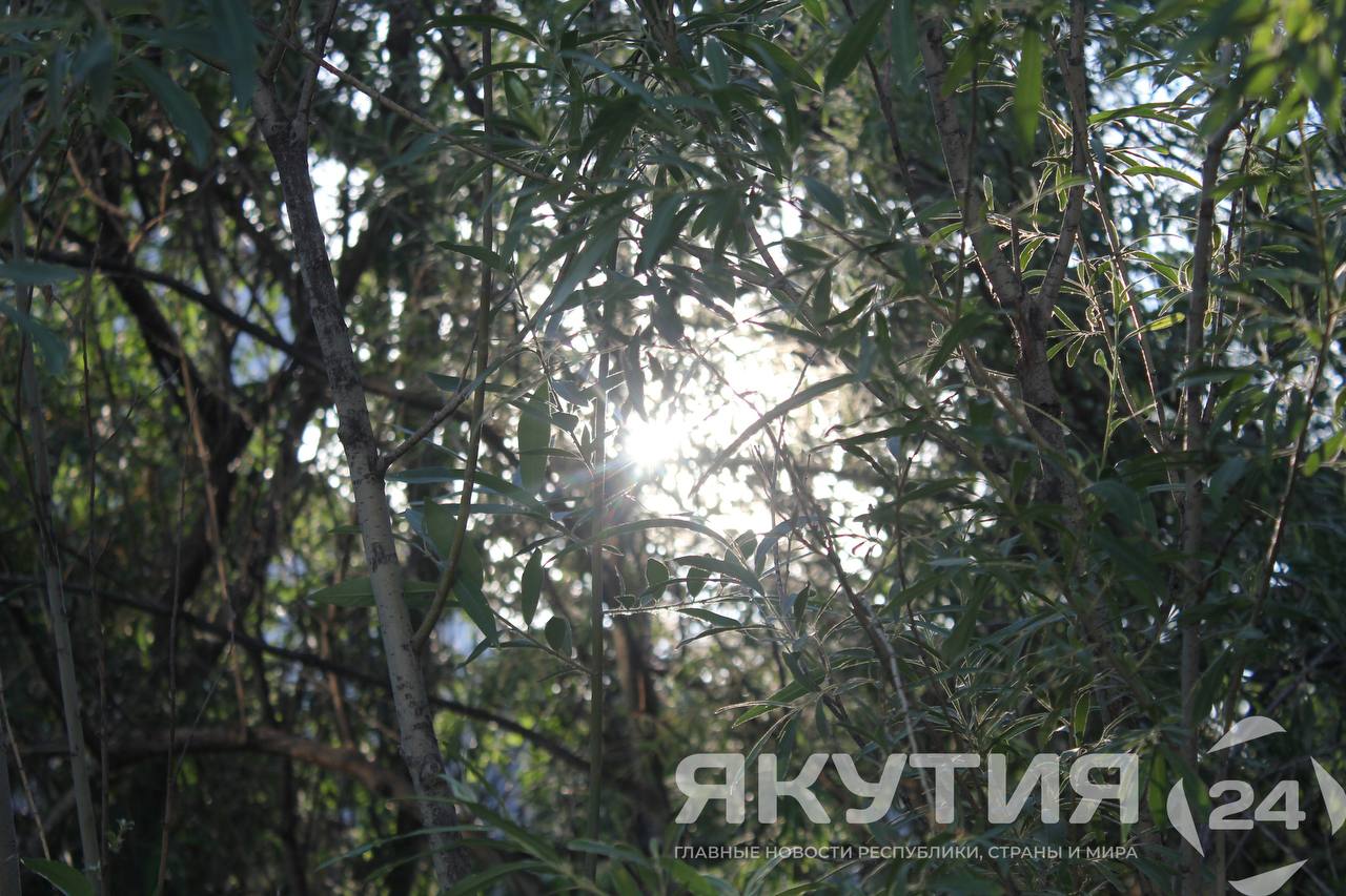 Действующих природных пожаров в Якутии не обнаружено  Впервые за продолжительный период времени в республике нет действующих природных пожаров. Для сравнения: в аналогичный период прошлого года в республике фиксировался 81 лесной пожар на площади 600 451,8 га. Об этом сообщил заместитель министра экологии, природопользования и лесного хозяйства региона Андрей Коноплев.  Подробнее читайте по ссылке     Фото: Андрей Меженский / «Якутия 24»