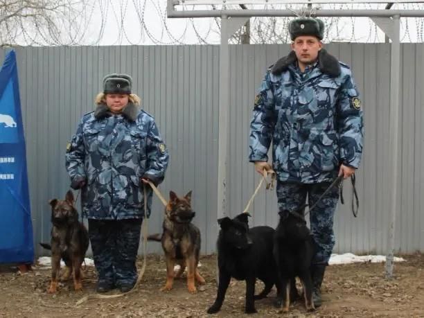 Четырех воронежских щенков отправили в ДНР  Сотрудники ГУФСИН России по Донецкой Народной Республике получили четырех щенков породы немецкой овчарки.  Щенки Гуччи, Галактика, Герон и Гром, выращенные в питомнике ИК-9 города Борисоглебска, успешно прошли начальные курсы общей дрессировки, преодоления препятствий, развития игрового и апортировочного инстинктов.  РИА ДНР       Наш чат   Проголосовать за канал