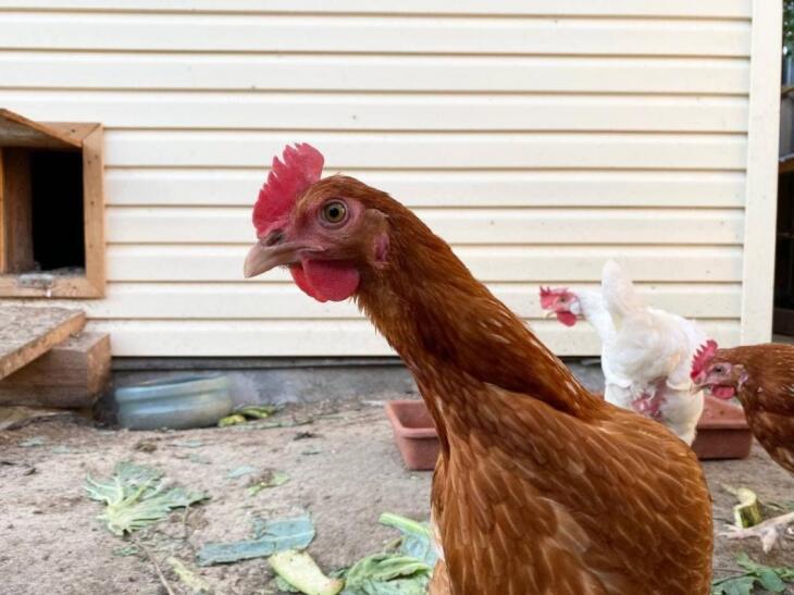 Бактерии Salmonella нашли в курином мясе и субпродуктах тюменской птицефабрики В залах убоя и потрошения как и во время этих процессов специалисты выявили множественные нарушения По итогам сентябрьской проверки специалисты приняли решение о прекращении действия деклараций о соответствии на животноводческую продукцию бедра и желудочки цыплят бройлеров Партию этой продукции весом 32 3 кг уничтожили Предприятие привлекли к административной ответственности за нарушение технических регламентов   Подписаться Больше новостей