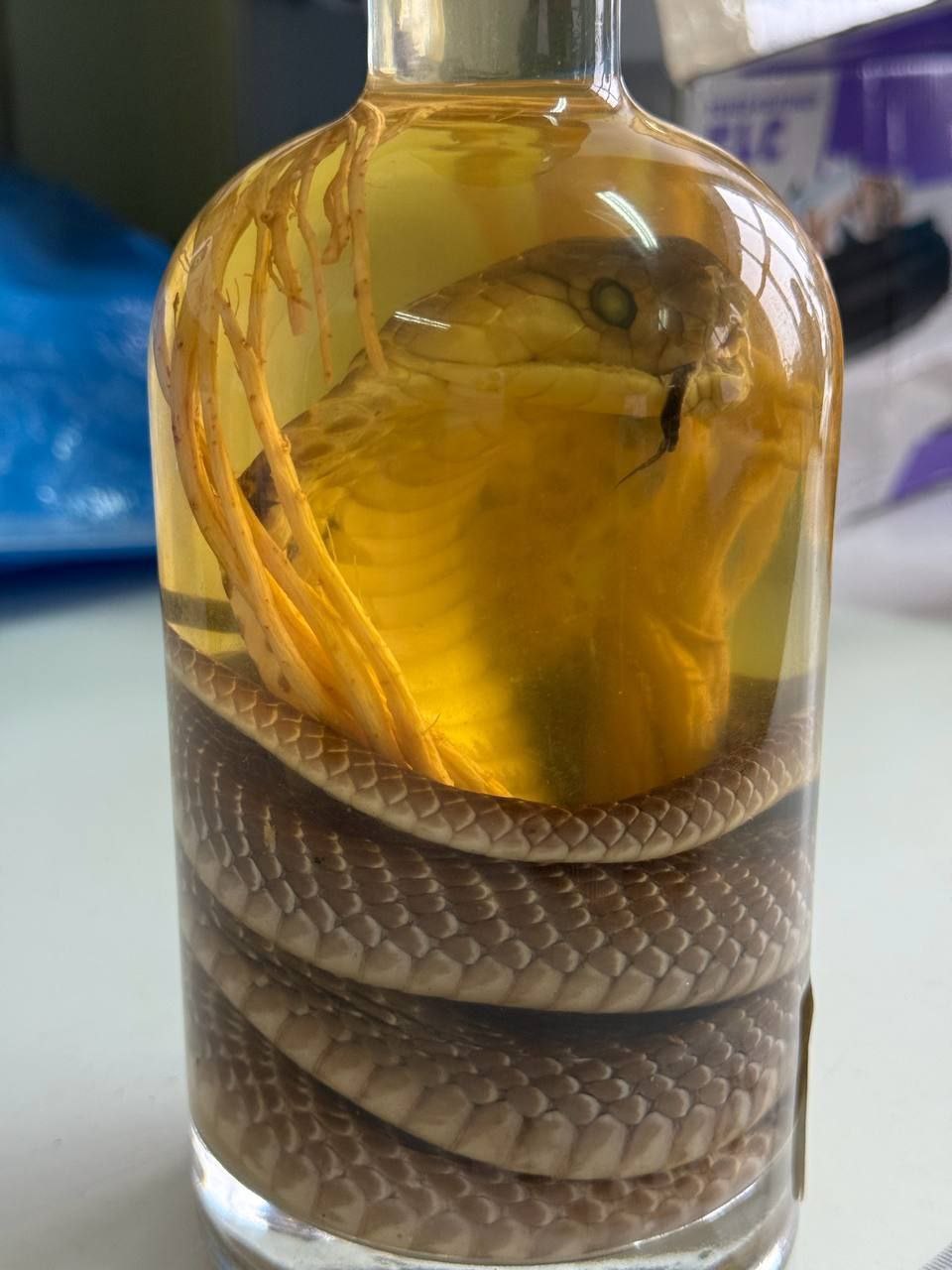 В аэропорту Барнаула таможенники изъяли вино с настоящей коброй у пассажирки из Вьетнама Женщина купила экзотический алкоголь на рынке в Нячанге Инспекторы таможни обнаружили бутылку с заспиртованный коброй моноклем во время осмотра багажа Вино изъяли возбудив дело об АП за недекларирование и несоблюдение запретов и ограничений