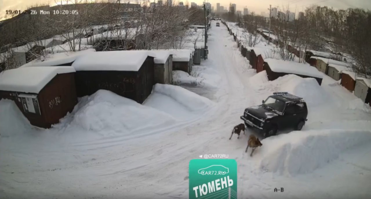 Тюменец переехал собаку на Ниве Животное пытались спасти но травмы оказались слишком тяжелыми таз был раздроблен Пса пришлось усыпить Всё произошло 19 января в гаражном кооперативе Дружба который находится в Зареке у озера Алебашево Водитель с разгона переехал одну собаку и чуть не сбил другую После этого животное мучилось его задние лапы не слушались Теперь тюменцы требуют отыскать и наказать водителя Тем более что его номер Н744СС72 зафиксировала камера Очевидцы и зоозащитники считают что в действиях водителя усматриваются признаки жестокого обращения с животными  Очень жёсткие кадры опубликовали здесь смотрите с осторожностью Будьте в курсе даже офлайн 72 RU в MAX