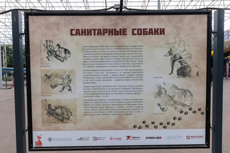 15 августа в музее "Г.О.Р.А." — филиале Музея Победы — открылась выставка "Четвероногие герои", приуроченная ко Дню фронтовой собаки.   Экспозиция посвящена роли служебных собак в годы Великой Отечественной войны: они участвовали в противотанковых операциях, спасали раненых, доставляли донесения, разминировали территории и выполняли разведывательные задачи.  Выставка рассказывает о различных видах службы — санитарной, противотанковой, ездовой, минно-разыскной, разведывательной, диверсионной и связной, а также о советских кинологах Григории Медведеве, Александре Мазовере и Дине Волкац.