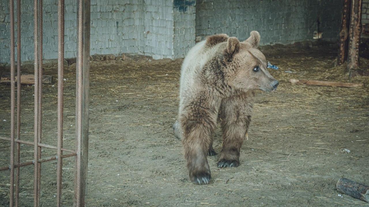 Рыбалка которая чуть не закончилась трагедией В Бирском районе разыгрался настоящий драматический сериал с медведем в главной роли В ночь на 1 сентября двое друзей рыбачили на берегу Белой у села Нижнелачентау Внезапно один из них услышал угрожающее рычание медведя Испугавшись не на шутку он в панике убежал бросив и напарника и машину на берегу На поиски перепуганного рыбака выехали сотрудники полиции Мужчину нашли в воде со сломанной рукой Как он там оказался и что произошло с медведем история умалчивает Но история точно получилась поучительная