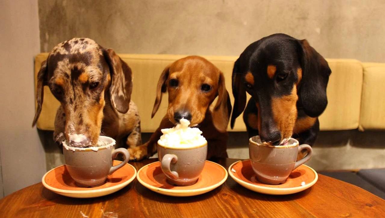 Кофе спасает от деменции ученые В исследованиях люди которые пили примерно 2 3 чашки в день в среднем реже сталкивались с болезнью Альцгеймера и дольше сохраняли когнитивные функции У них лучше получались задания на внимание память и планирование Считается что кофеин и антиоксиданты могут замедлять возрастные изменения нейронов Однако чрезмерные дозы могут навредить сердцу давлению сну и нервной системе