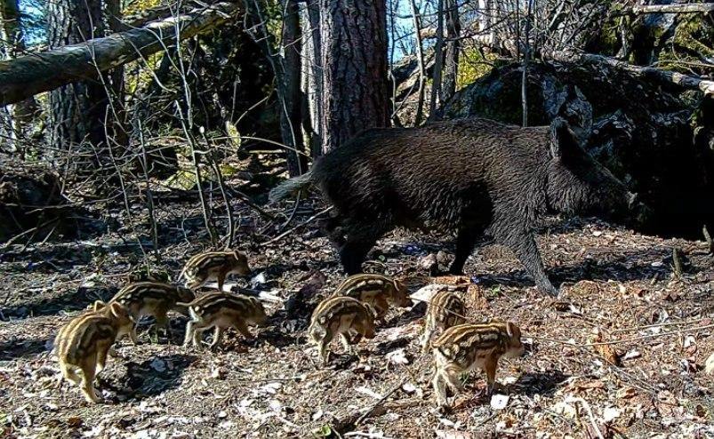 В лесах Приозерского района — пополнение! Фотоловушка запечатлела трогательную семью диких кабанов: заботливую маму-кабаниху и её восьмерых полосатых малышей. Эти шустрые комочки появились на свет всего несколько дней назад, но уже бойко бегают за матерью по лесу. Как поясняет биолог Павел Глазков, такая полосатая окраска — природный камуфляж, который защищает кабанят первые месяцы жизни. Кстати, дикие свиньи могут приносить до 15 детёнышей за раз, хотя восемь — более типичный вариант. — Какие милые! Флэш Питер - подписаться