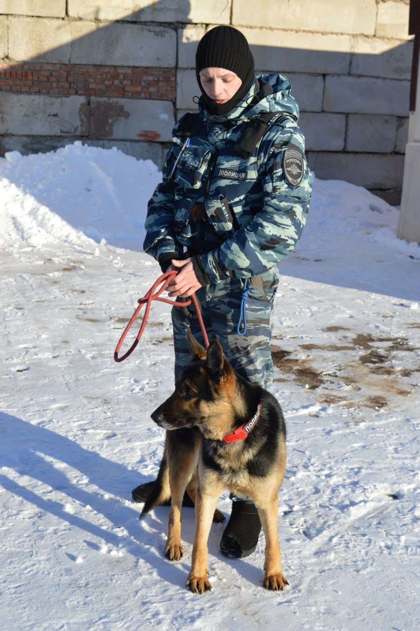 На службе овчарки и лабрадоры в Альметьевске студенты посетили кинологический центр отдела полиции Полицейские Альметьевска совместно с членами Общественного совета при ОМВД России по Альметьевскому району начали год одной из самых красивых и добрых акций МВД России под названием Студенческий десант который проводится более 10 лет Цель акции показать изнутри как работают сотрудники полиции В кинологическую службу отдела высадился десант студентов из Казанского инновационного института имени В Г Тимирясова Гостей встретил младший инспектор кинологической группы Александр Власов Первым делом кинолог устроил экскурсию по своим владениям рассказал об истории кинологической службы о том как строится рабочий день показал как проводятся тренировочные занятия и дрессировка четвероногих питомцев ознакомил с условиями их содержания Кинолог и его напарник немецкая овчарка Вояж работают в команде совсем недавно но несмотря на это уже успели подружиться и доверяют друг другу Перед собакой стоит задача найти имитатор гексогена Кинолог дал команду а через несколько секунд собака села около одного из металлических колб это условный знак что взрывчатка здесь В ходе стажировки Александр Алексеевич рассказал студентам что кинологи делят служебных собак на три группы тех кто ищет взрывчатые вещества наркотики и людей При этом для каждой задачи подходит только определенная порода Так на поиск наркотиков и взрывчатки чаще готовим лабрадоров и спаниелей а с поиском людей или задержанием преступников отлично справляются немецкие и бельгийские овчарки отметил он Заместитель директора по учебной работе колледжа КИУ Ирина Марзоева отметила что в этой акции они принимают участие каждый год За это время многие студенты сделали свой выбор и сейчас являются действующими сотрудниками полиции и служат в ОМВД России по Альметьевскому району сказала она Студент I курса Никита Хафизов признался что в дальнейшем рассматривает поступление на службу в полицию мечтает стать оперативным сотрудником Пресс служба ОМВД России по Альметьевскому району