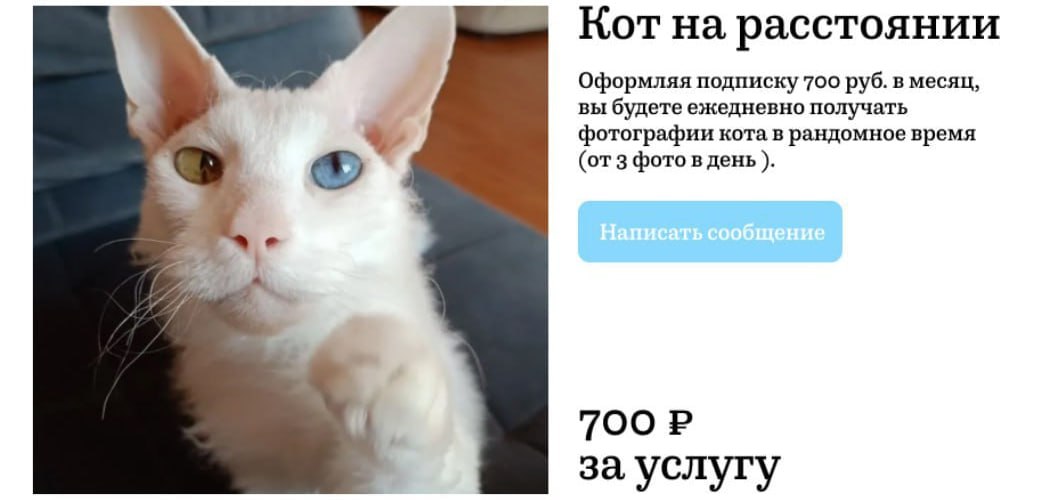 В России запустили подписку на котов. За 700 рублей можно получать в день по 3 фотографии пушистого. Услуга рассчитана на тех, кто любит котиков, но не может завести питомца дома.