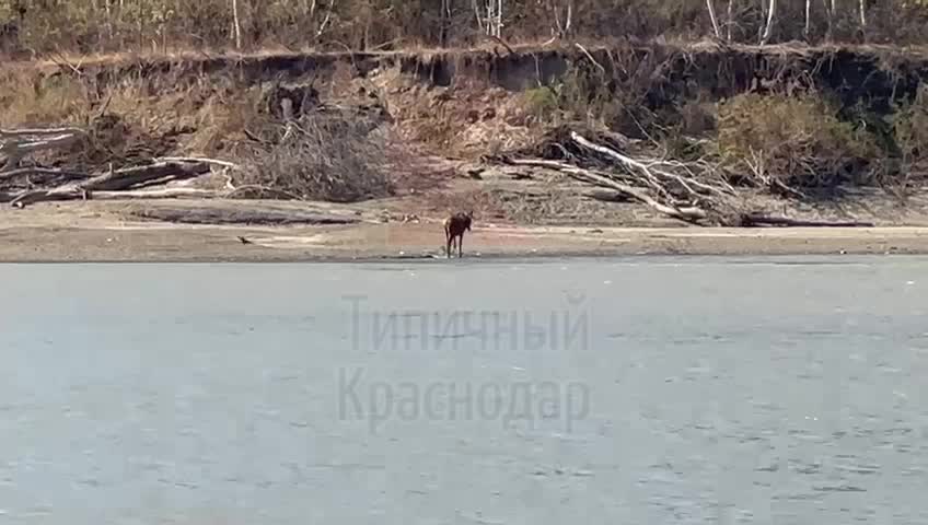 Спасатели в Зеленогорске освободили застрявшую косулю