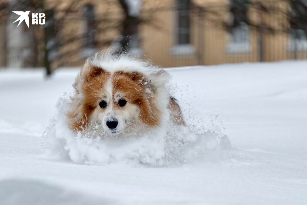 Доброе утро Петербург Вчера впервые за 54 дня температура воздуха в Северной столице поднялась почти до нуля градусов Сегодня столбик термометра также будет близко к этой отметке обещают от 1 до 3 градусов Правда во второй половине дня из за порывистого ветра ощущаться температура будет ниже сообщил ведущий сотрудник центра погоды Фобос Михаил Леус Кроме того за сутки высота снежного покрова может подрасти на 3 5 сантиметров Но уже в понедельник осадков не будет вообще Кстати а вы планируете сегодня отмечать Масленицу в городе Фото Алексей БУЛАТОВ КП Петербург Читай нас в MAX Читай нас в Telegram