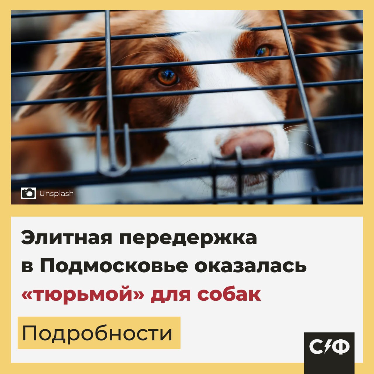 Элитная передержка в Подмосковье оказалась тюрьмой для собак Компания позиционировала себя как элитная передержка с кинологами и лучшими условиями Подробности В одной из частных передержек Подмосковья DogTown владельцы собак обнаружили случаи жестокого обращения с животными Как выяснили сами хозяева питомцев собак били ногами и электрошокерами за громкий лай и активное поведение Про ужасное обращение с животными стало известно благодаря видео случайно утёкшему в Сеть На его кадрах одна девушка стоит рядом с машиной в багажнике которой клетки с животными а другая выкручивает собаке поводок и бьёт её Поведение владельцев передержки По словам пострадавших хозяев и очевидцев животные регулярно подвергались физическому наказанию за проявление естественного поведения в первую очередь за лай В качестве метода воспитания упоминается применение ударов и электрошоковых средств Владельцы питомцев обнаружившие травмы и следы насилия обратились за разъяснениями к администрации передержки История быстро стала резонансной благодаря социальным сетям теперь тысячи пользователей требуют наказать живодёров Внимание блогеров Одной из причин такого широкого резонанса истории стал тот факт что в передержке содержались собаки известных блогеров Эльдара Джарахова и MONA Селебрити приехали в зоогостиницу и сами увидели в каких условиях содержатся собаки На кадрах видно сваленные в кучу клетки кровь и антисанитарию MONA рассказала что на её собаку надевали ошейник который бьет током Она прогрызла клетку и все прутья были в крови У животного был понос и в клетке не убирали На кадрах заметно что оно стоит в своих отходах Последствия Владельцы собак намерены привлечь хозяек передержки к ответственности по статье о жестоком обращении с животными Полиция уже приступила к проверке Чтобы все причастные понесли наказание за такое бесчеловечное поведение Секрет фирмы
