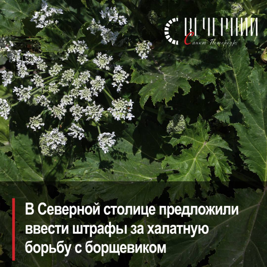 Штрафы до 300 тысяч: в Петербурге хотят наказать за бездействие в борьбе с борщевиком  Депутаты Заксобрания рассмотрят такой законопроект. Согласно пояснительной записке, штрафовать планируют «за неисполнение обязательств по недопущению произрастания, цветения и обсеменения борщевика».   Суммы штрафов составят от 3 до 5 тысяч рублей для граждан, от 30 до 50 тысяч рублей для должностных лиц и от 100 тысяч до 300 тысяч рублей для организаций.  Фото: Роман Пименов Вечерний Санкт-Петербург